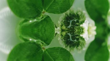 Yağ balonu. Bitki özü. Yeşil yonca yaprakları kokulu jel, sıvı, simetrik ayna etkisi çözünmüş arka plan..
