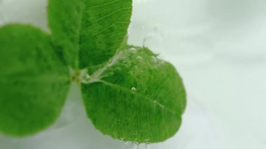 Esaslı bir sıvı. Bitki yağı. Odaklanmamış yeşil yapraklar kokulu jel akışı oksijen baloncuğu organik serumun soyut arka planında dönüyor..