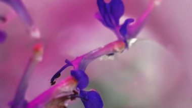 Su tomurcukları. Yağ damlası. Odaklanmamış pembe yeşil renk çiçek şeffaf kabarcık doğa dekorasyonu güzellik boyası soyut sanat arka planı.