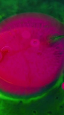 Dikey video. Boya sıçraması. Yağ damlası. Renk sisi. Odaklanmamış neon yeşil mor pembe mürekkep karışımı su kabarcıkları siyah soyut sanat arka planında akış hareketi.
