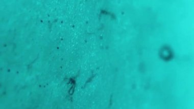 Parıldayan mürekkep. Islak sıvı. Su parıltısı. Odaklanmamış mavi renkli simli parçacıklar, parlayan nem dokusu, soyut sanat arkaplanı bulanıklaştırır..