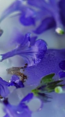 Dikey video. Boya lekeli su. Uçan çiçekler. Mürekkep döküldü. Odaklanmamış mor mavi kahverengi çiçek yarı şeffaf emülsiyon parlak jel sıvı soyut sanat arkaplan.