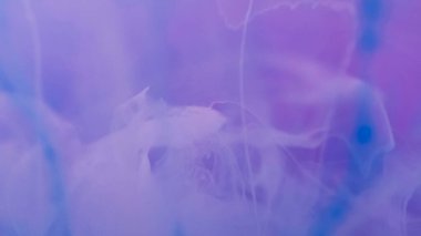 Boya sızıntısı. Hava dokusu. Odaklanamayan parlak pembe renk sıvı parlak sıvı dumanlı bulutlar soyut pembe ışık sanat arka planında.