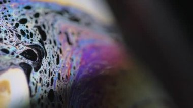 Sıvı spektrum. Köpük sıvısı. Odaklanmamış pembe turuncu gökkuşağı renkli damlacıklar koyu siyah soyut sanat arka planında dalga hareketini harmanlarlar..