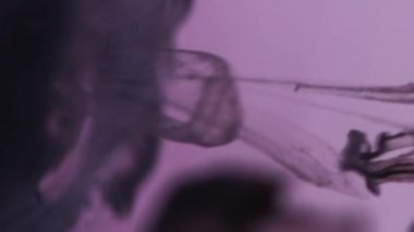 Mürekkep damlası su. Sis yüzüyor. Odaklanmamış siyah mor renk su altı akrilik boya karışımı duman akışı hareketi soyut sanat arka planı.