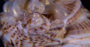 Parıldayan parçacıklar. Deniz kabuğu. Mürekkep bulutu parlayan sıvı pigment dalgası okyanus lekeli bulanık yüzey, şeffaf su sıvısı, soyut arka plan....