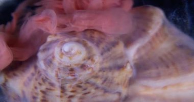 Duman patlaması. Deniz kabuğu sarmalı. Renkli ipek sisli boya akışı doğal yüzeyi kaplıyor. Odaklanamayan sanat fantezi su arka planı.