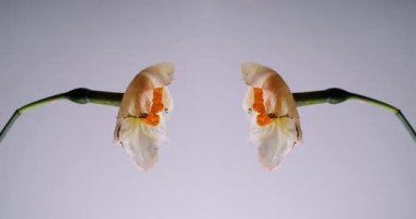 Yanmış nergisler. Yaşlanma eşleşmesi. Simetrik solgunluk, iki güzel çiçek kararan ince yapraklar. Soyut solan doğa arkaplan boşluğu.