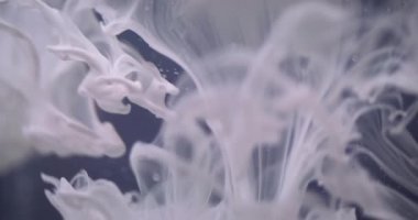 Su kabarcıkları boyası. Bulanık mürekkep suyu. Odaklanmamış beyaz renk damlaları akışkan sıvı sis buhar doku dalgası soyut arkaplan üzerinde.