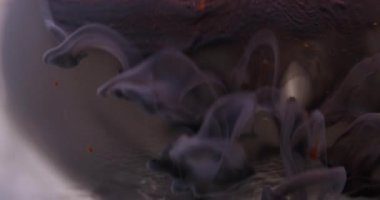 Parlak boya parçacıkları. Bulanık su dumanı. Odaklanmamış siyah bronz renk parlaklık sıvı damlalar akışkan buhar doku dalgası soyut sanat arka planında.