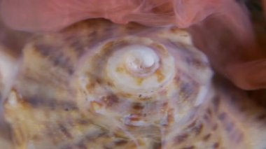 Sis sıvısı. Deniz kabuğu sarmalı. Renkli ipek sisli boya akışı doğal yüzeyi kaplıyor. Odaklanamayan sanat fantezi su arka planı.