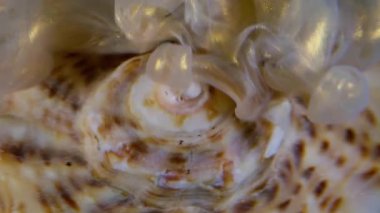 Parıldayan duman. Deniz kabuğu. Mürekkep bulutu parlayan sıvı pigment dalgası okyanus lekeli bulanık yüzey, şeffaf su sıvısı, soyut arka plan....