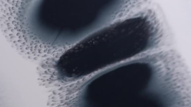 Mürekkep damlıyor. Islak leke. Mor kağıda dökülen şekilsiz siyah gri nokta sıra boyası. Dağınık sıçrama dokusu odaklanmış akış soyut arkaplan.