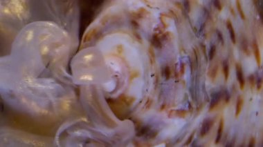 Dikey video. Parıldayan parçacıklar. Deniz kabuğu. Mürekkep bulutu parlayan sıvı pigment dalgası okyanus lekeli bulanık yüzey, şeffaf su sıvısı, soyut arka plan....
