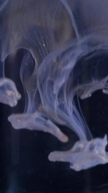 Dikey video. Cazibeli boya. Işıldayan küre. Altın bej rengi bulanık akış cam şeffaf top üzerinde pürüzsüz girdap. Sıvı sanat örtüsü siyah soyut arkaplan.