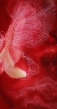 Sıvı mermer dokusu. Dalgacık sıvısı. Akrilik su damlasında koyu kırmızı sarı renkli boya soyut arkaplanda yayılıyor..