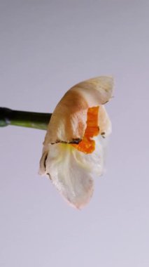 Dikey video. Yanan çiçek. Kurumuş narsist. Kırışan kırılgan doğa yaprakları kömürleşmiş kenarlar. Soyut kavram zayıflayan yaşlanma arkaplanı.