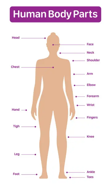 Ανθρώπινο Σώμα Μέρη Ιατρικό Διάγραμμα Θηλυκό Μοντέλο Αφίσα Διάνυσμα Λευκό — Διανυσματικό Αρχείο