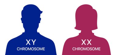 Man and woman XX and XY chromosome difference, medical vector poster on a white background. clipart