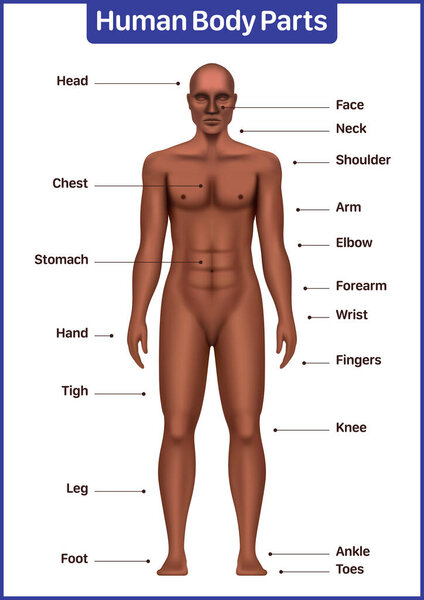 Human body parts medical diagram with black male model, anatomical vector poster.