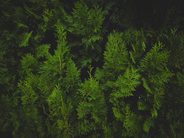 Sonsuz yeşil ağaç doğal arkaplan sessiz renklerde ve canlı.