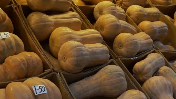 Muitas Abóboras Manteiga Colocadas Caixas Papelão Balcão Mercado Rua Abóboras — Vídeo de Stock