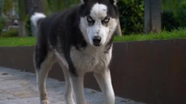 Husky cins evsiz sokak köpeği parkta yürüyor, gözlemcinin yönünde, kameraya yüzüyle yaklaşıyor..