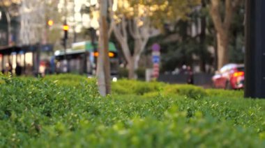 Bulanık şehir arka planındaki yeşil çalıların yakın plan görüntüsü hareket halindeki arabalar ve insanlarla..