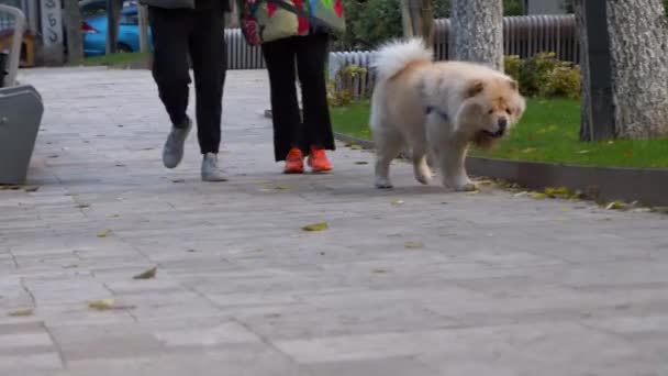 Man Woman Walking Chow Chow Breed Dog Belt Park Daytime — Stock Video