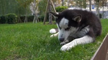 Siyah ve beyaz renkli Husky cins sokak köpeği, yeşil çim çayırında uzanırken ve bir şeyler yerken, parkta dinleniyor, ağaçlar ve çalılar üzerinde. Şehir sokaklarında yaşayan bir köpek.