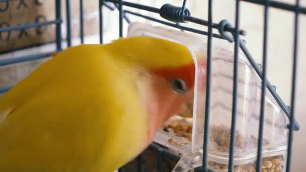Лавберрі Папуга Відкладає Їжу Контейнера Годівниць Прикріпленого Пташиної Клітки Любов — стокове відео
