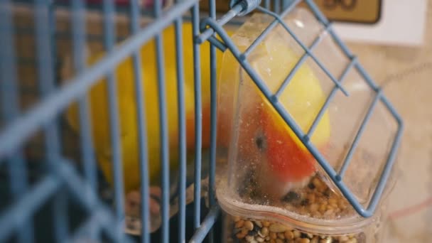 Παπαγάλος Τσιμπά Φαγητό Από Δοχείο Τροφοδοσίας Που Είναι Συνδεδεμένο Στο — Αρχείο Βίντεο