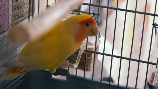 Muhabbet Kuşu Kuş Kafesine Bağlı Olan Yemek Kabından Yiyeceği Gagalar — Stok video