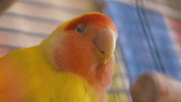 Perroquet Inséparable Clignote Des Yeux Bouge Son Bec Oiseau Amoureux — Video