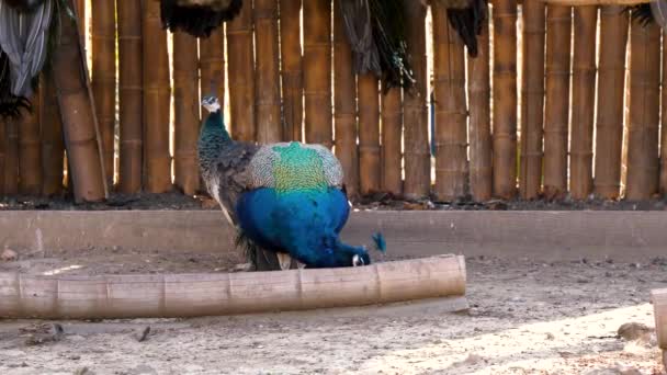 Pavone Blu Passeri Nello Zoo Beccano Cibo Terra Altri Pavoni — Video Stock