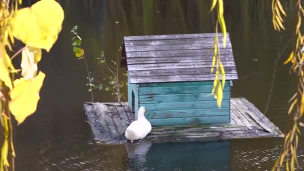 Белая Утка Крыса Сидящие Платформе Маленького Утиного Домика Плавающие Поверхности — стоковое видео