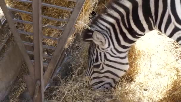 Zebra Comendo Feno Cocho Zoológico Durante Dia Tiro Grande Ângulo — Vídeo de Stock