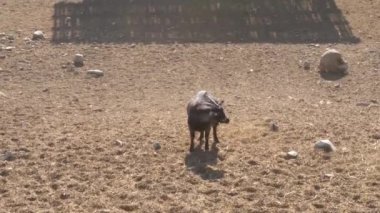 Keçi, güneşli bir günde, rüzgarlı bir günde tarlada yürür..