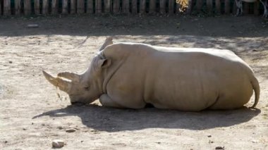 Gergedan yerde yatıyor ve gündüz vakti hayvanat bahçesinde dinleniyor..