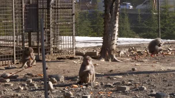Macacos Comem Descansam Gaiola Atrás Cerca Zoológico Enquanto Carros Cidade — Vídeo de Stock