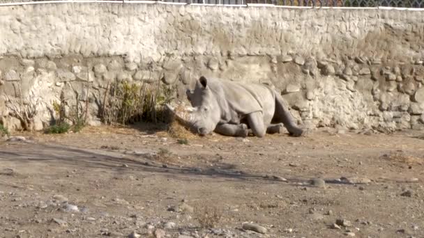 Rhino는 동물원 콘크리트 샷에서 휴식을 취하고 있습니다 — 비디오
