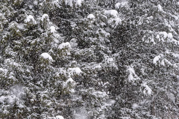 Snowflakes falling on snowy pine trees, during the winter snowfall.