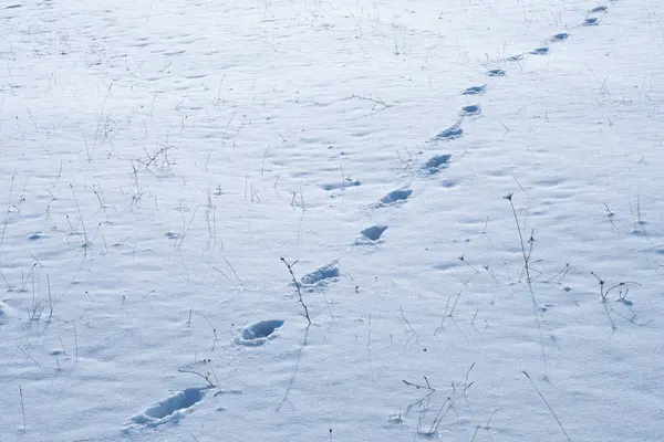 A trail of human footprints creates a linear pattern across a snow-covered field, diminishing in perspective under a cold, blue-tinted light.