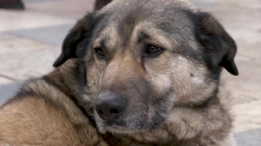 Şehir kaldırımında yatan, empati ve farkındalık uyandıran, hüzünlü bakışları olan sokak köpeğinin yakın çekimi..