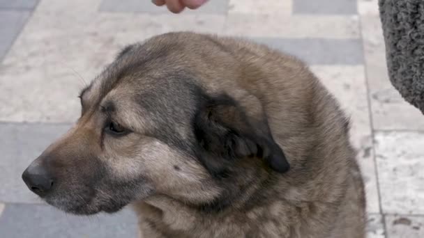 Мягкая Рука Тянется Замедленной Съемке Погладить Голову Печальной Бродячей Собаки — стоковое видео