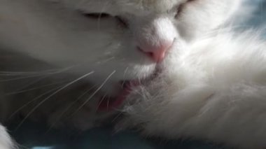 Saf beyaz bir kedi tüylü tüylerini titizlikle yalıyor, büyüleyici bir yavaş çekim yakın çekiminde yakalıyor..