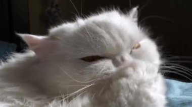 Beyaz bir ev kedisi pençesini içeride yalıyor, yakın çekim..