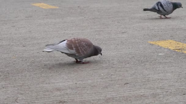 Pigeons Peck Food Concrete Pavement Slow Motion Capturing Graceful Movements — Stock Video