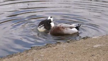 Yüzen ve suya dalan iki ördek, orta yakın görüş..