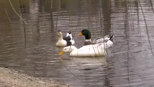 Tres Patos Relajándose Juntos Lago — Vídeos de Stock